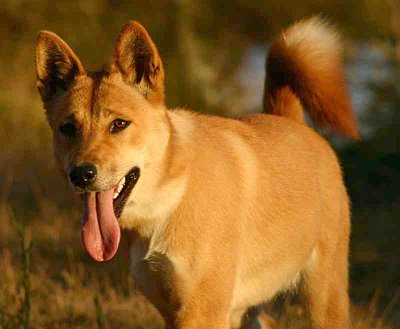 Dingo - Australian Native Dog